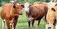 45 Beefmaster, Charolais Cross, Red Brangus, Santa Gertrudis & Crossbred Cows... Central TX
