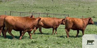 8 Red Angus Bred Heifers... S. Central OK