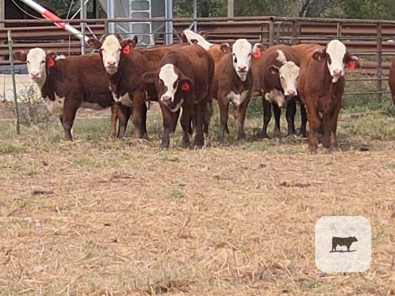 Cattle Range Listing Photo