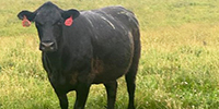 35 Angus & BWF Cows... N. Central MO