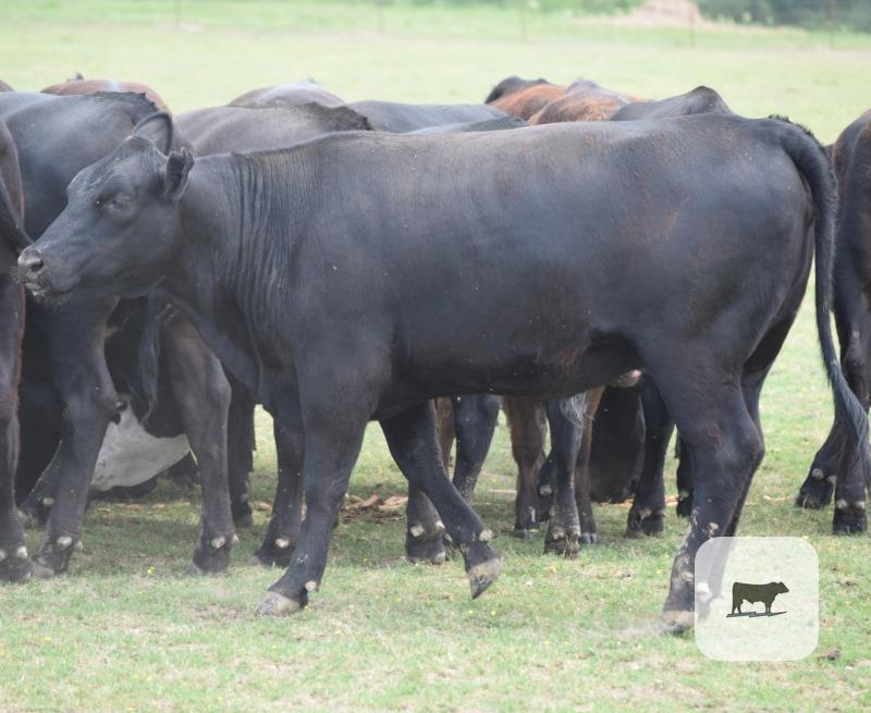 Cattle Range Listing Photo