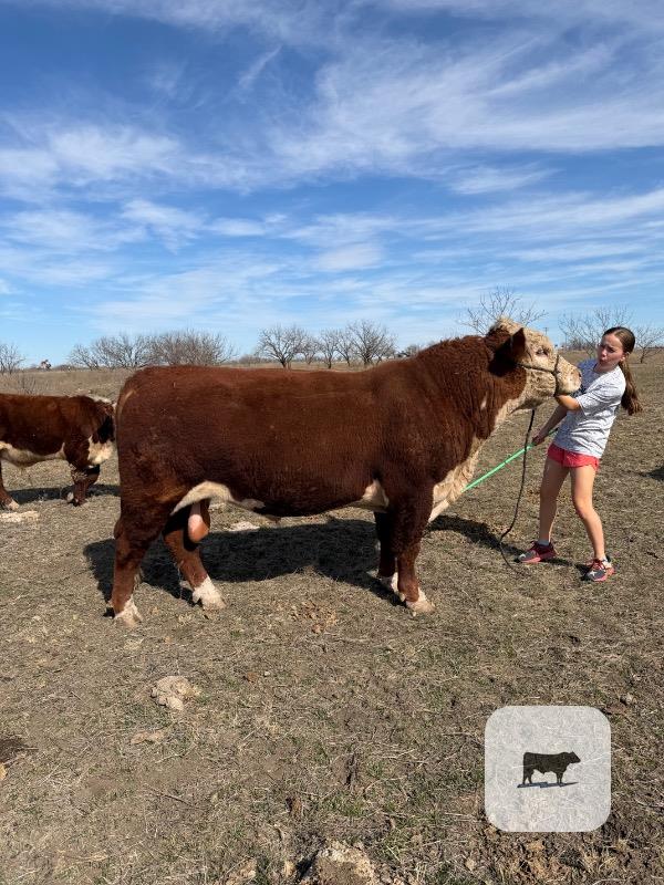 Cattle Range Listing Photo