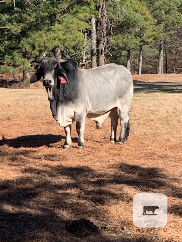 Cattle Range Listing Photo