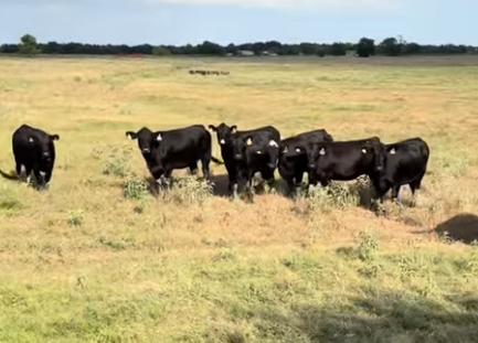 Cattle Range Listing Photo
