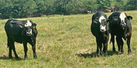 5 Brangus 'BWF' Bred Heifers... East TX