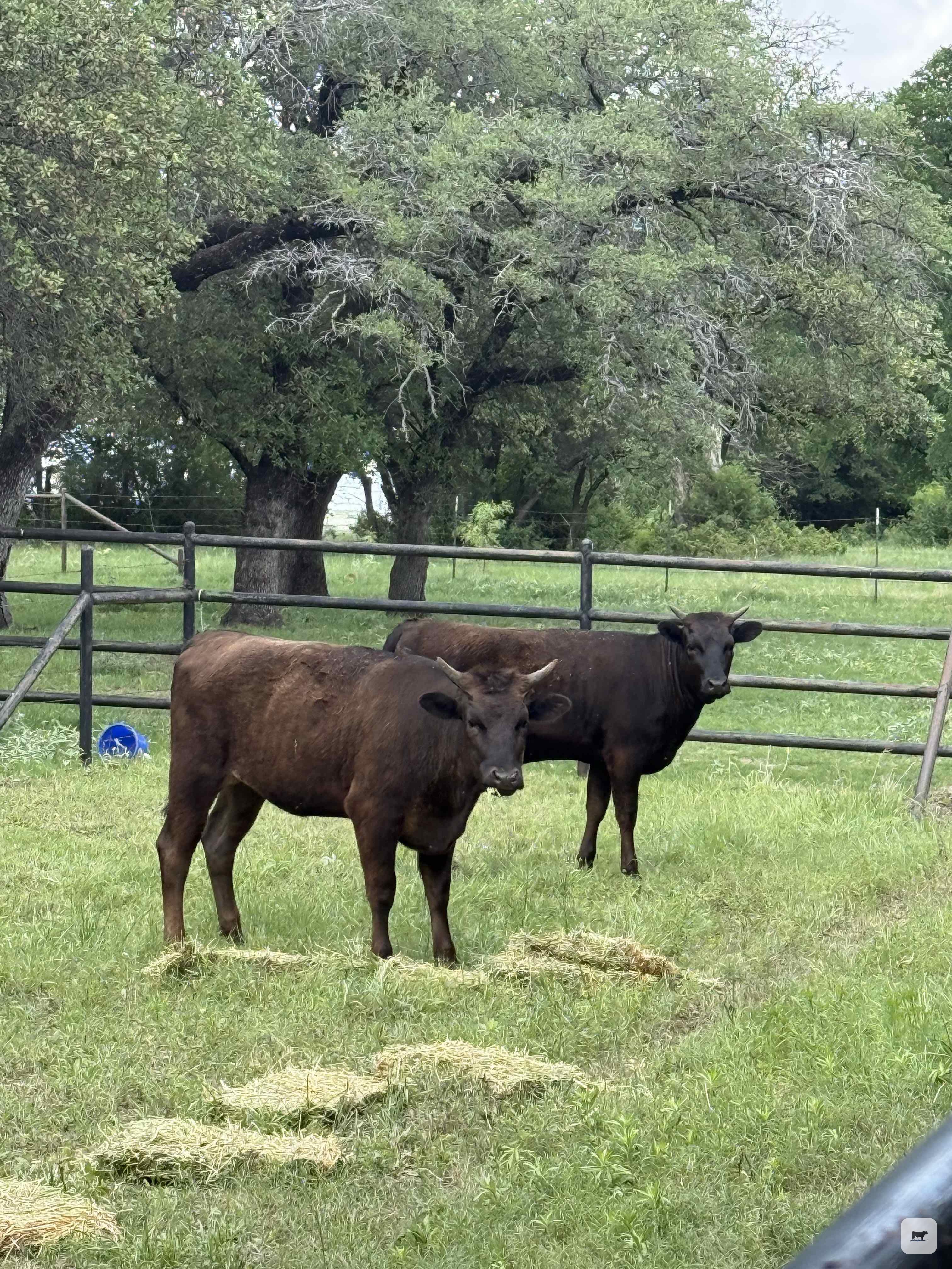 Cattle Range Listing Photo