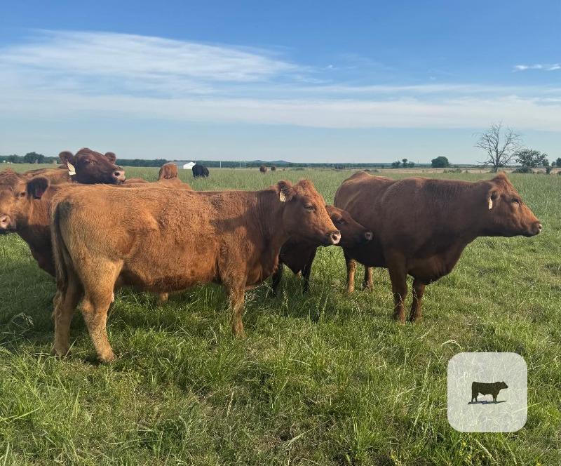 Cattle Range Listing Photo
