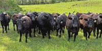 88 Angus Bred Heifers... N. Central MS