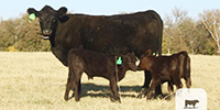 4 Angus Plus 1st-Calf Pairs... Central TX