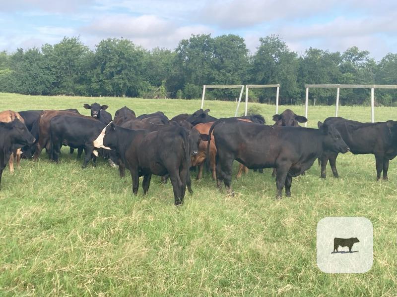 Cattle Range Listing Photo