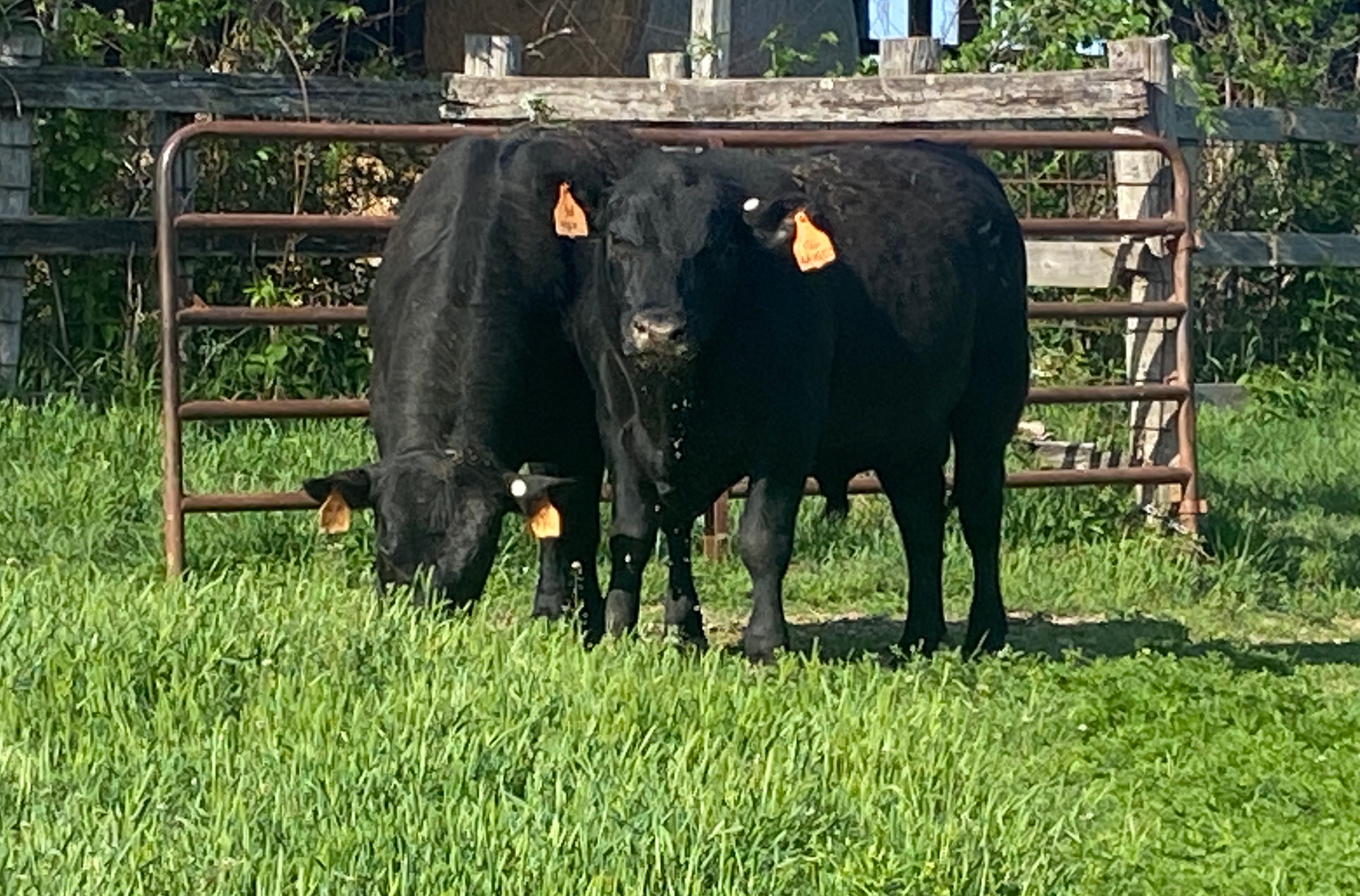 Cattle Range Listing Photo