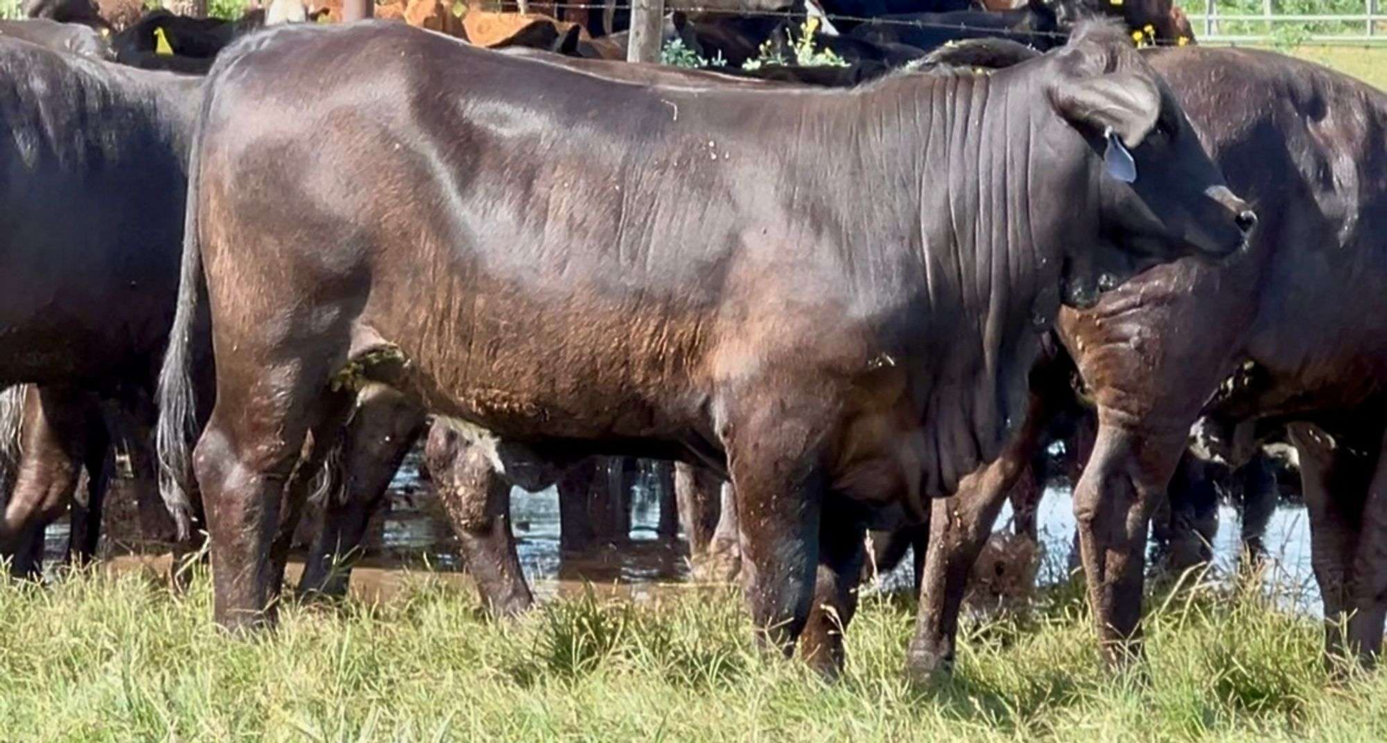 Cattle Range Listing Photo