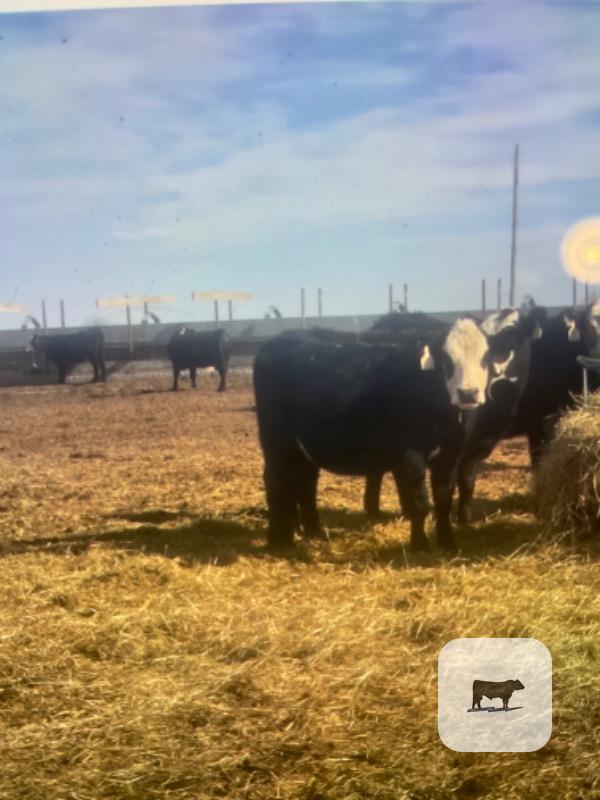 Cattle Range Listing Photo