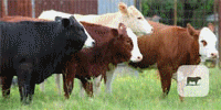 4 Hereford Cross Rep. Heifers... Northeast TX