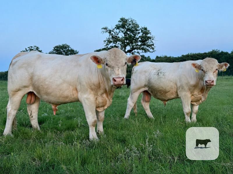Cattle Range Listing Photo