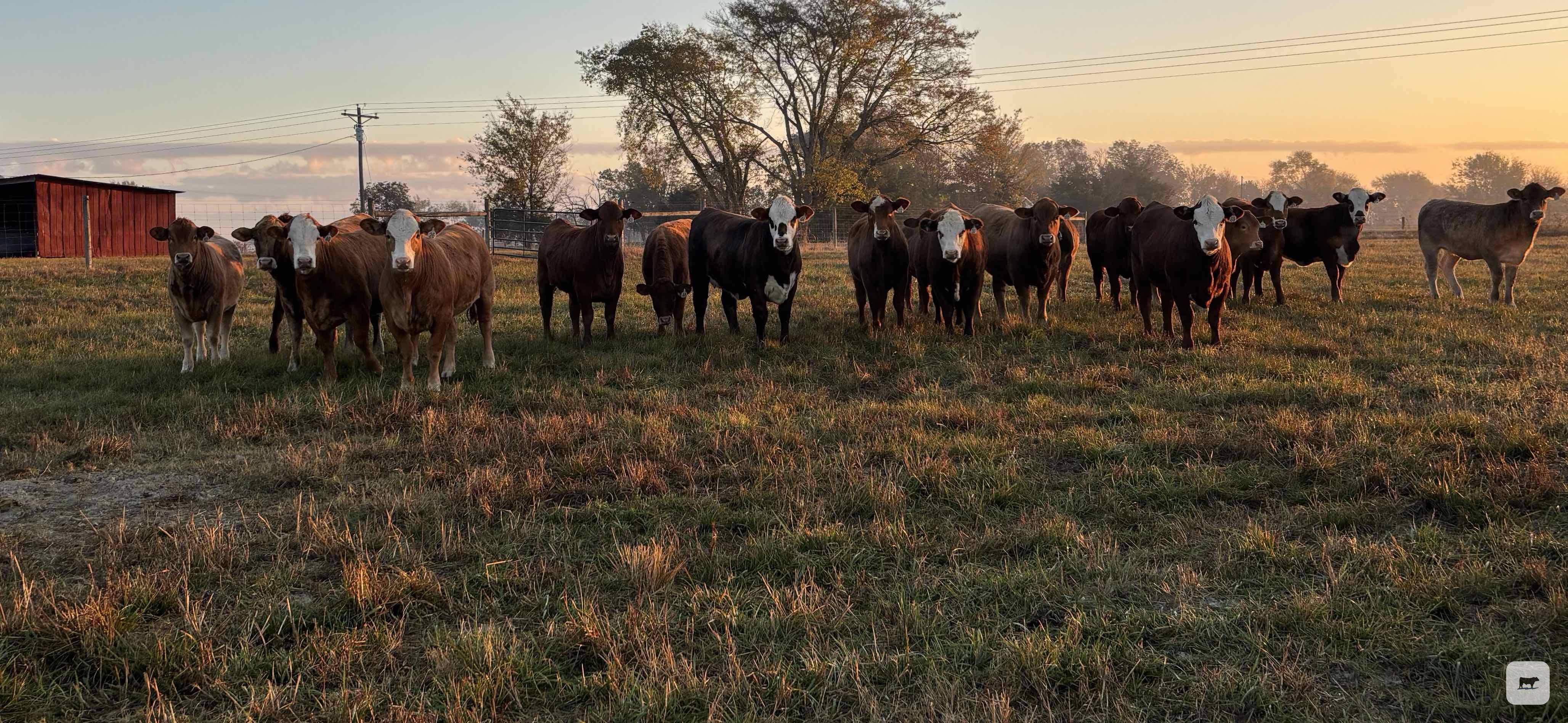 Cattle Range Listing Photo