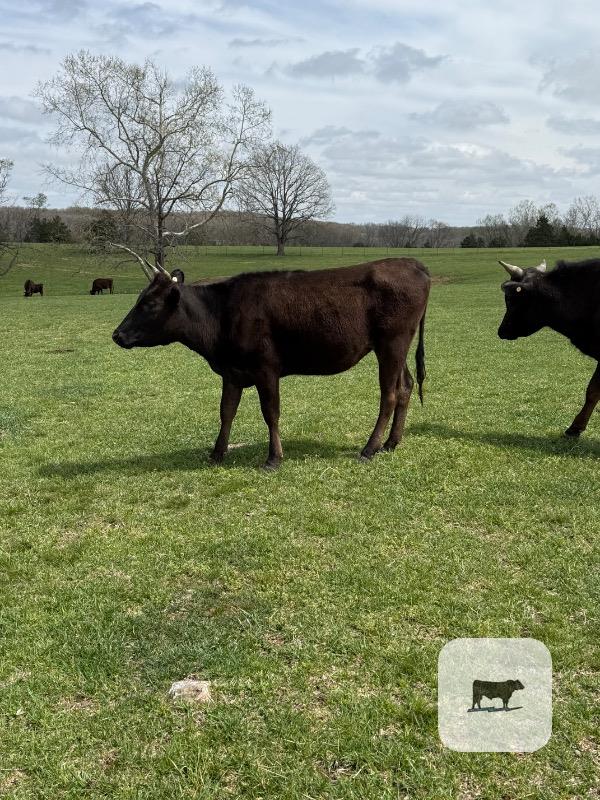 Cattle Range Listing Photo