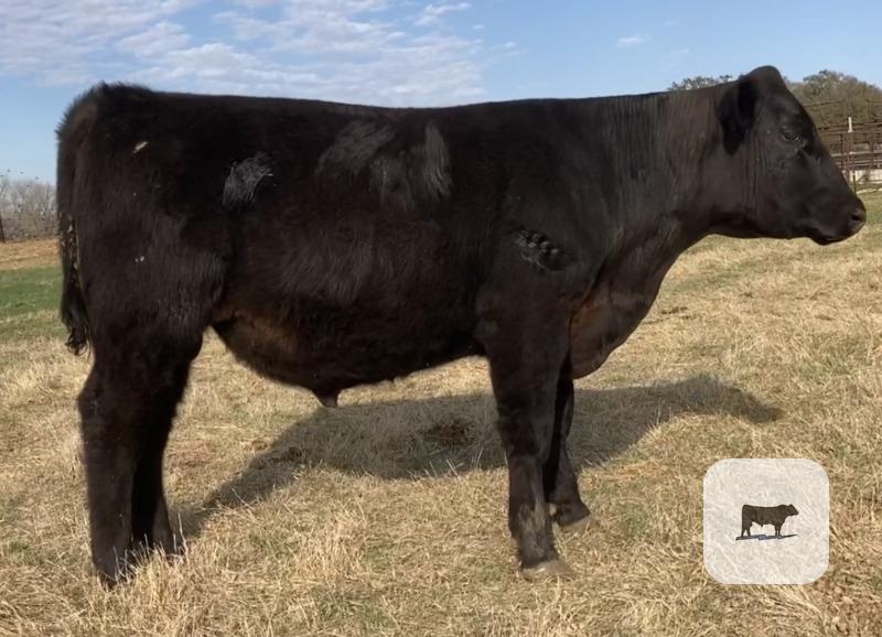 Cattle Range Listing Photo