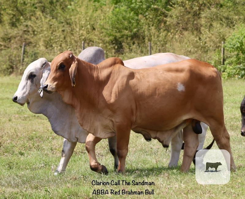 Cattle Range Listing Photo
