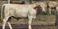 8 Charolais Bulls... Southeast TX