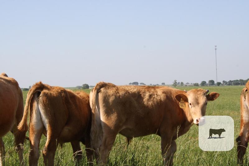 Cattle Range Listing Photo