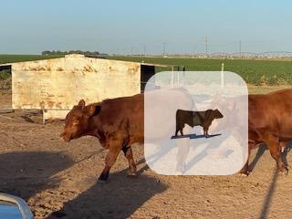 Cattle Range Listing Photo