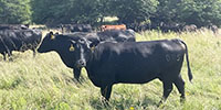 40 Angus, BWF, Red Angus, RWF, & Charolais Cross Open Cows... SW Missouri