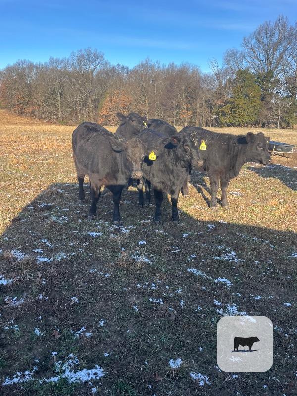 Cattle Range Listing Photo