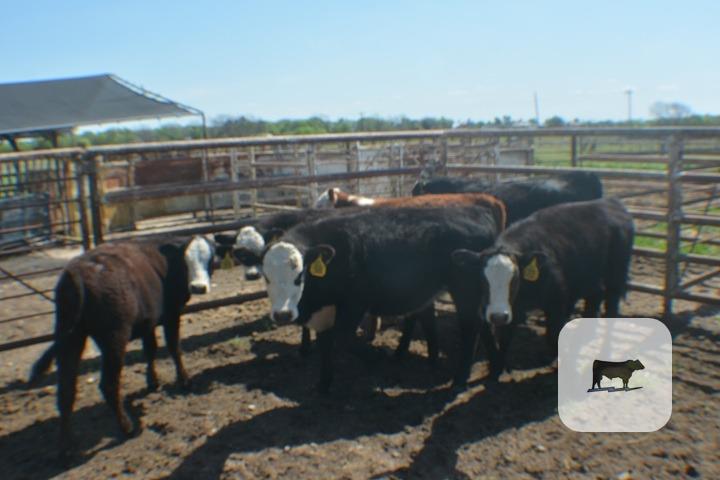 Cattle Range Listing Photo