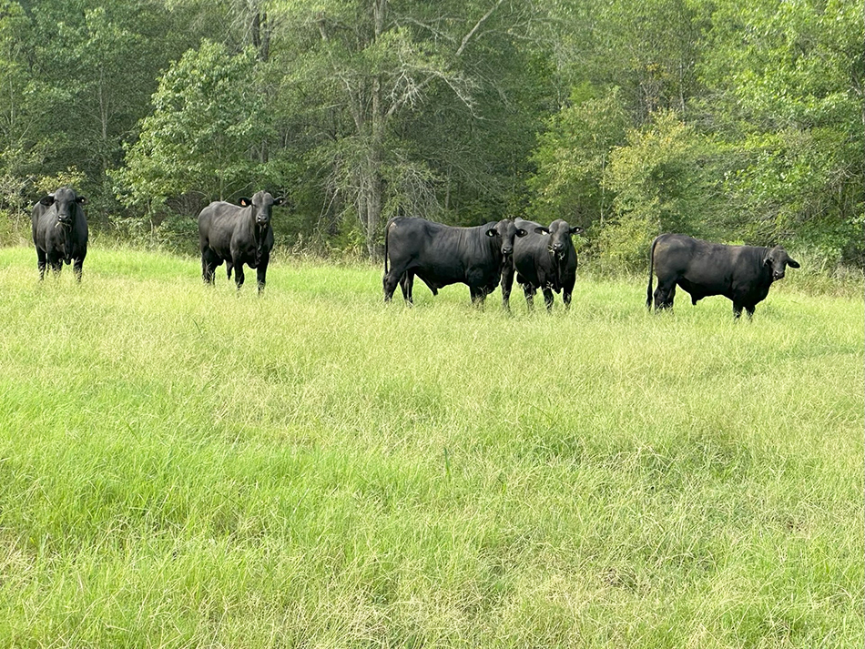 Cattle Range Listing Photo