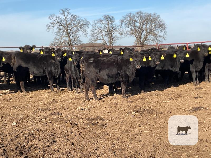 Cattle Range Listing Photo