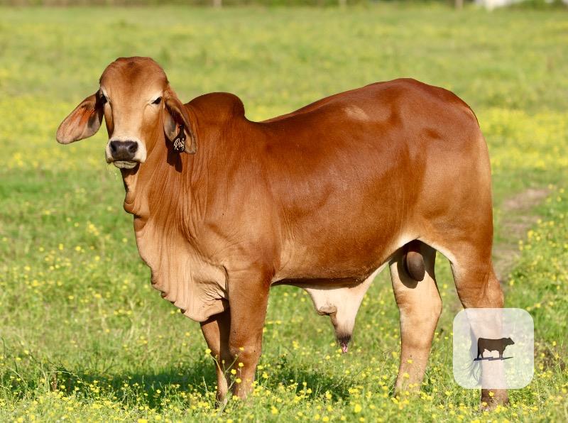 Cattle Range Listing Photo