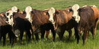 67 Braford/Tigerstripe Bred Heifers... Southeast TX