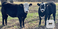 7 Angus & BWF Rep. Heifers... North TX