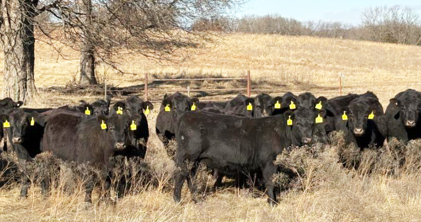 TX Agriculture Commissioner Miller Calls for Heifer Tax Credit to Bolster U.S. Cattle Supply