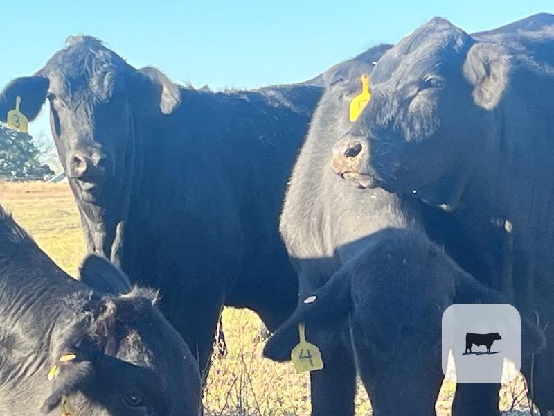 Cattle Range Listing Photo