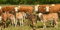 80 Hereford Cows w/ 40+ Calves... Northeast TX