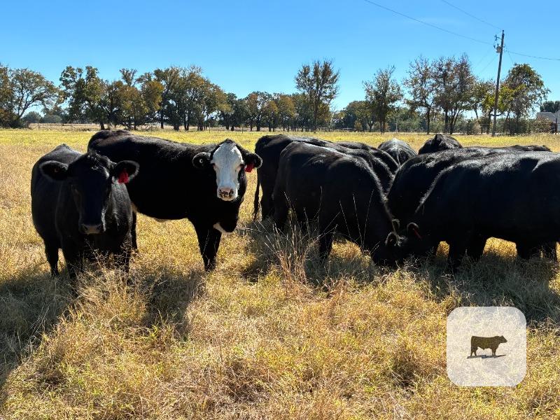 Cattle Range Listing Photo
