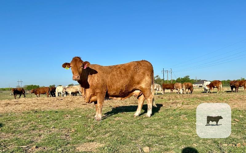 Cattle Range Listing Photo