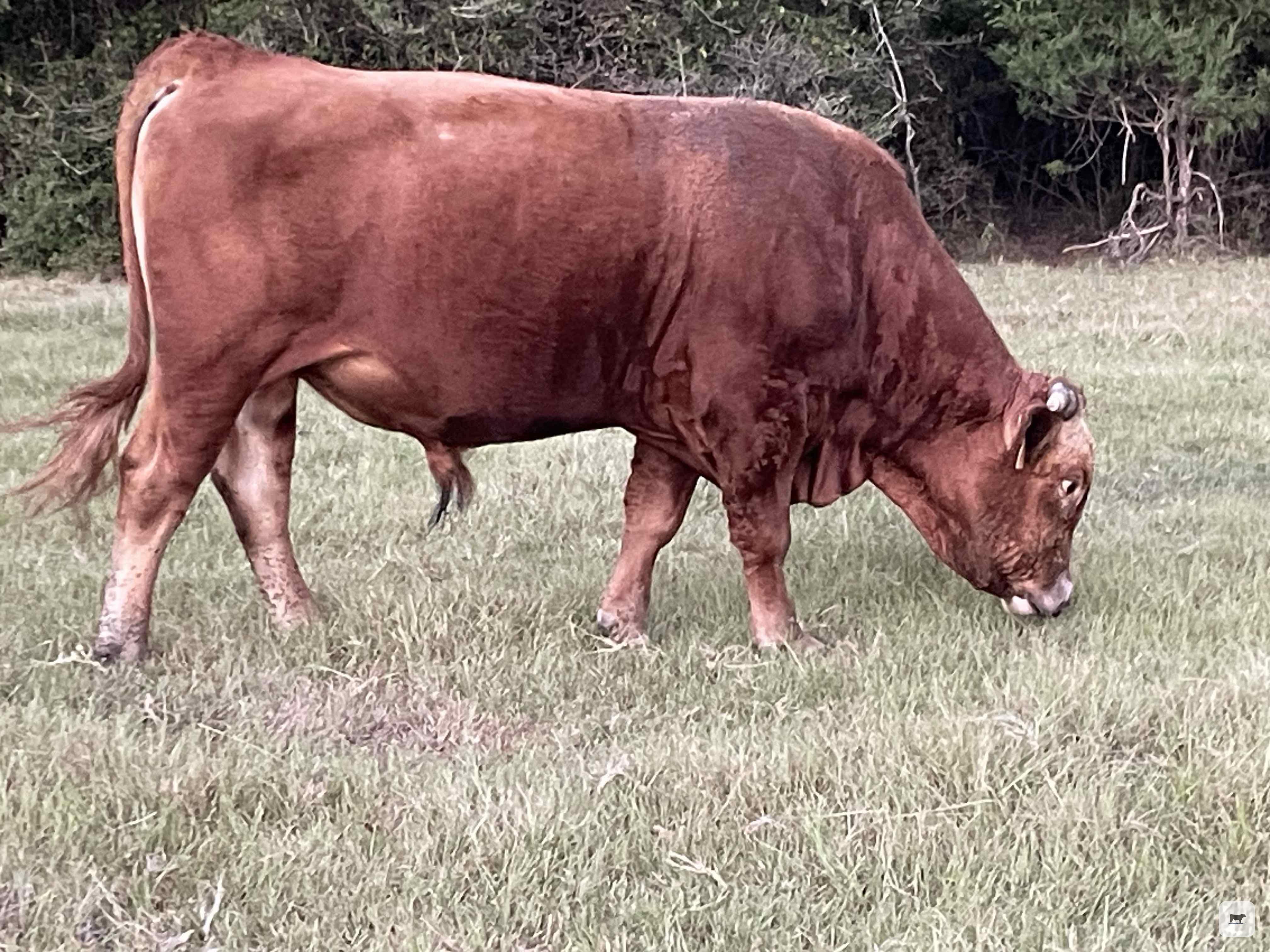 Cattle Range Listing Photo