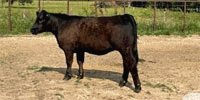 1 Reg. Simmental Rep. Heifer... Southeast TX