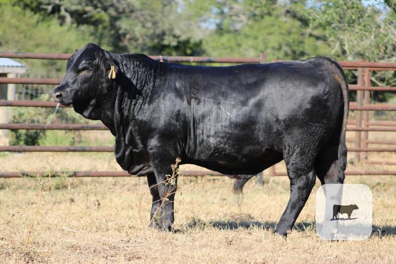 Cattle Range Listing Photo 2