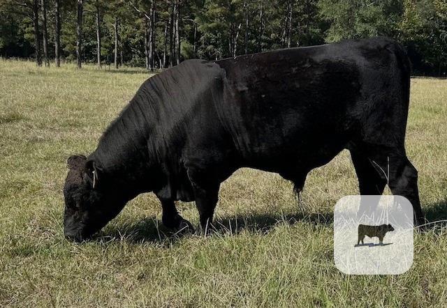 Cattle Range Listing Photo