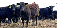 168	Angus & BWF Cows... S. Central ND