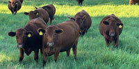 22 Red Angus Bred Heifers... S. Central OK
