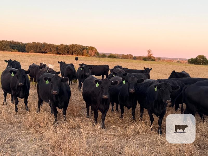 Cattle Range Listing Photo 2