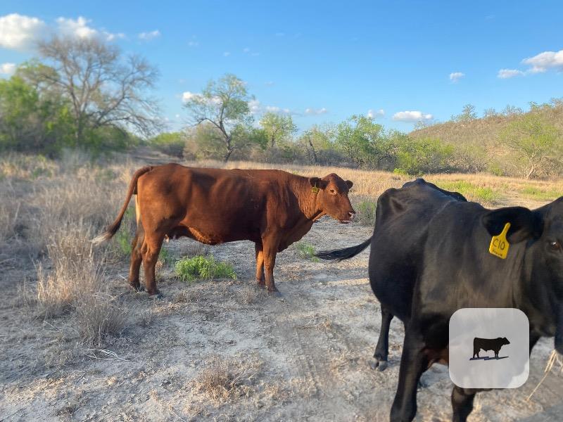 Cattle Range Listing Photo