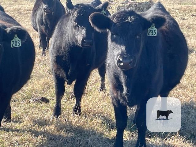 Cattle Range Listing Photo