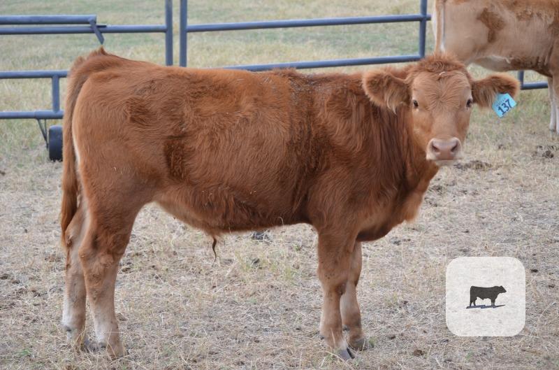 Cattle Range Listing Photo