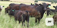 26 Angus & 'BWF' 1st-Calf Pairs... Central TX